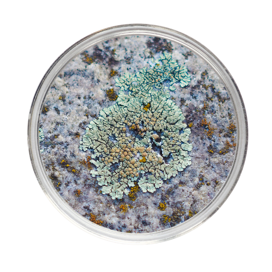 Good Bacteria