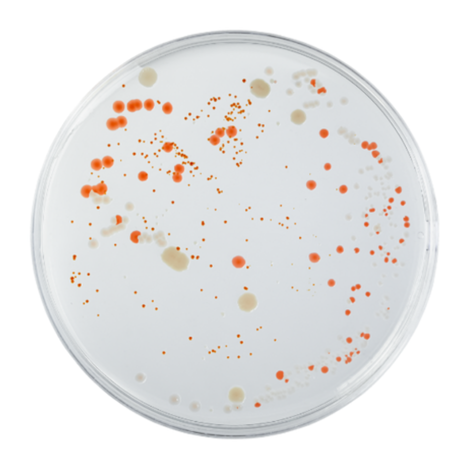 1% Salicylic Acid